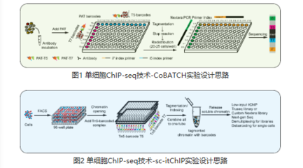 我國(guó)科學(xué)家實(shí)現(xiàn)單細(xì)胞表觀組學(xué)新突破