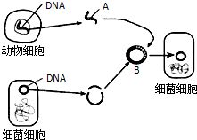 解析生物工程技術(shù)中結(jié)構(gòu)b的獲取 工具與原理探討